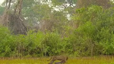 Leopard vs. crocodile