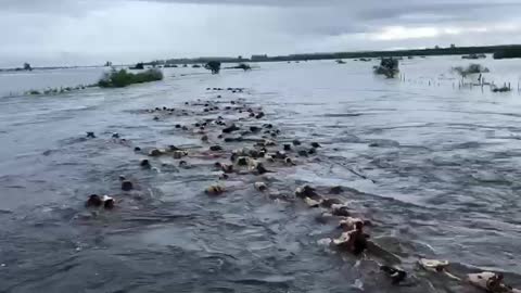 animals floods in Argentina 1,849 views • Jan 14 of 2019