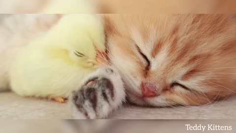 #animals_Cat and chicken