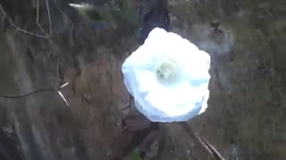 Small white flower on the street receives sunlight, and it shines a little [Nature & Animals]