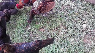 small bantam chickens (own blood line)