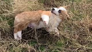 Baby Loki in the Sagebrush