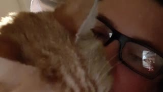 Cute older cat smothering human