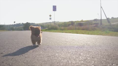 Cute puppy running on the road