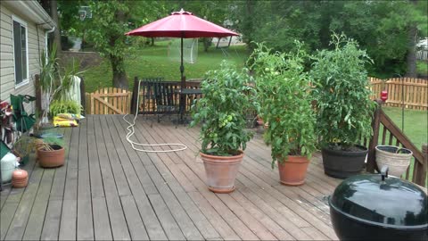 growing tomatoes in pots