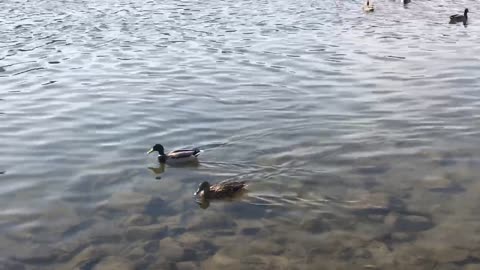 Swimming ducks in peaceful mood