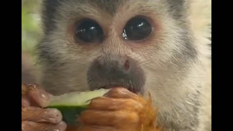 little monkey eating happily 🐒😆