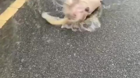 VERY CUTE DOG PLAYING IN THE RAINWATER.