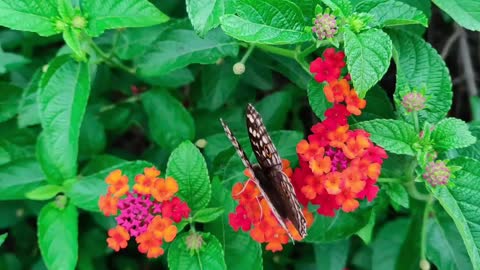 It's a four eye butterfly!