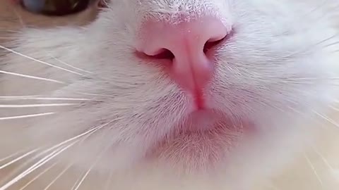 Cat speaking so cute video.