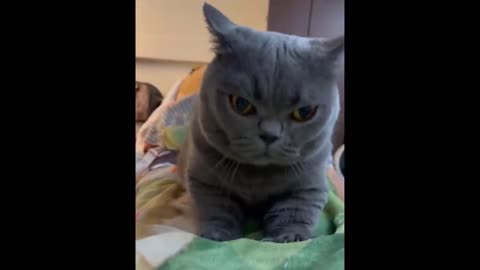 funny cat videos # 3