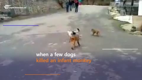Monkey kills over 250 dogs in a revenge massacre.