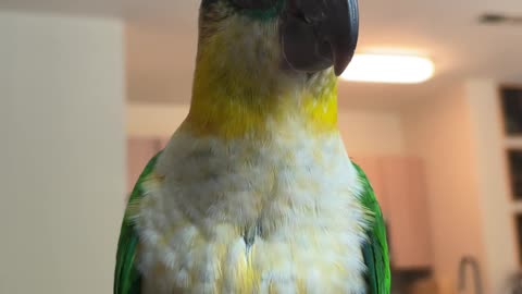 Young parrot practices her indoor recall training