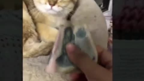 cat interested in money