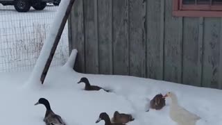 Snow Ducks