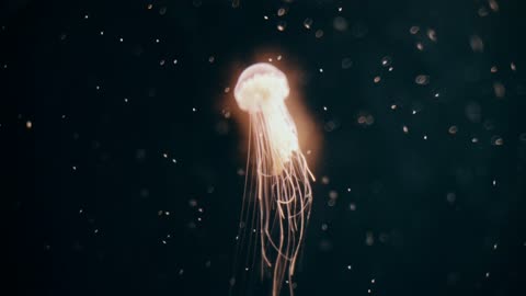 A Medusa Jellyfish Swimming Gracefully Underwater
