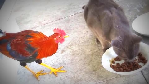 The rooster attacks a cat and takes his food
