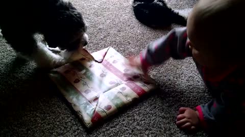 Puppy helps baby open Christmas present