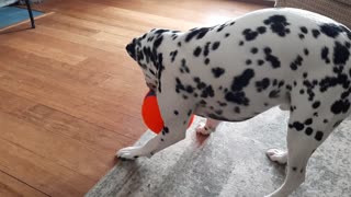 Echo playing with ball