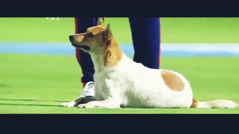 ক্রিকেট মাঠে কুকুরের সাথে ফানি মোমেন্ট। Funny moment of Cricket in IPL. Ft. Rishabh Pant