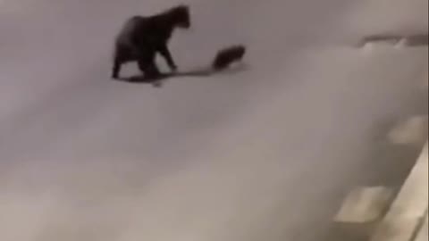 A cat and a mouse are fighting with all their might