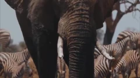 Elephant And Zebra Friendship
