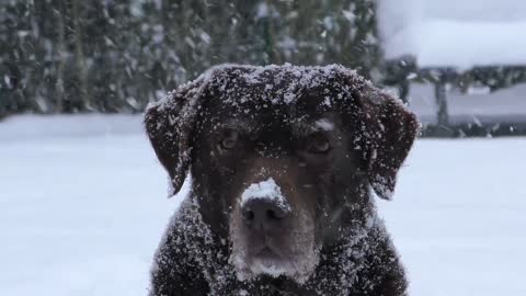 No one is happier than a dog playing in the snow