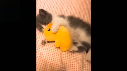 Pets doing funny and cute things