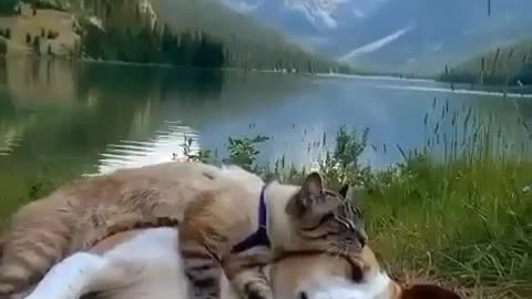 Cat hugging dog.