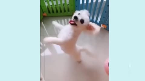 Dog Funny dance 🤣 Funniest 🐶 Dog - Awesome Funny Pet Animals Videos