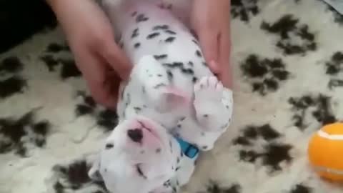 Dalmatians are too cute