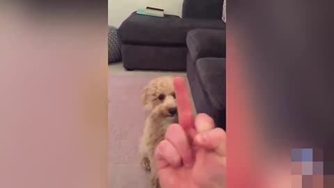 cats and dogs VS middle finger