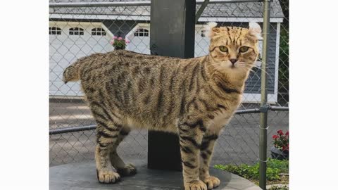 Highland Cats: breed and personality
