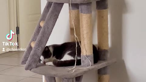 Chook Lion gives cat house to friend without him knowing