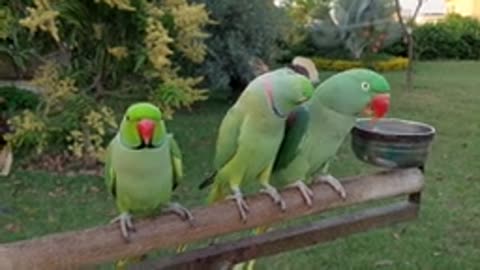 Amazing Indian Ringneck Parrots | Natural Parrot Sounds