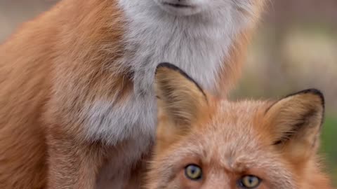 Cute fox 🦊 cuddling in the sunshine