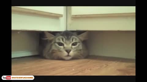 Cute Cats trying to hide from people