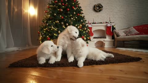 Cute puppy decorate the Christmas tree 🎄 😊😊😊