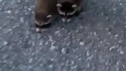 Cute baby raccoons