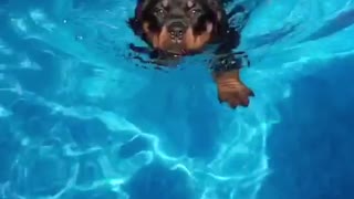 Black dog slow motion swimming towards camera
