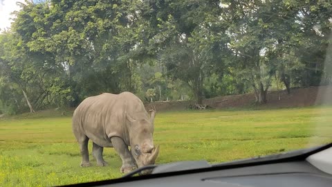 Lion Country Safari Rhinos VID_20220419_111235