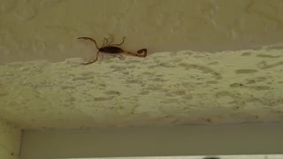 Scorpion on my wall