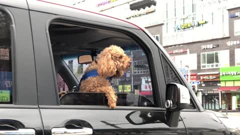 Brown puppy wants to get out of the car