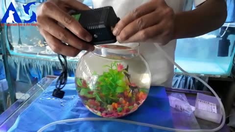 How to setup a aquarium or fishbowl easy and fast