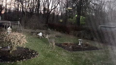 Albino Deer Wanders Into Backyard With Pals