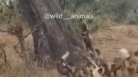 WILD ANIMALS HUNTING PREY COMPILATION RELAX FOR LIFE ​​​#18