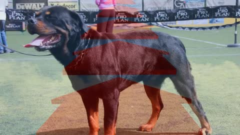 TOP 10 MOST ILLEGAL DOG BREEDS IN THE WORLD.