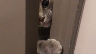 Cute Cat Misses Owner