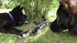 Puppy Introduced To His First Batch Of Newly Hatched Chicks