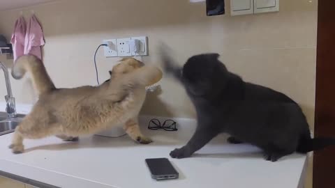 battle between two cats